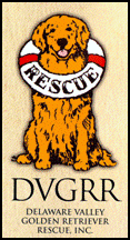 Lenape Golden Retriever Club Grca Member Club Golden Retriever Rescue