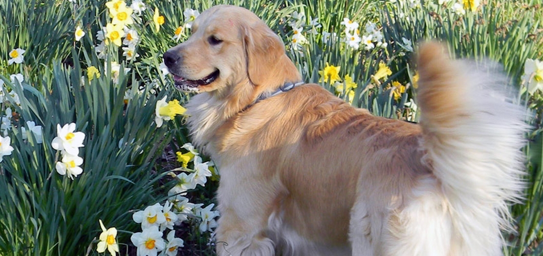 retriever club near me